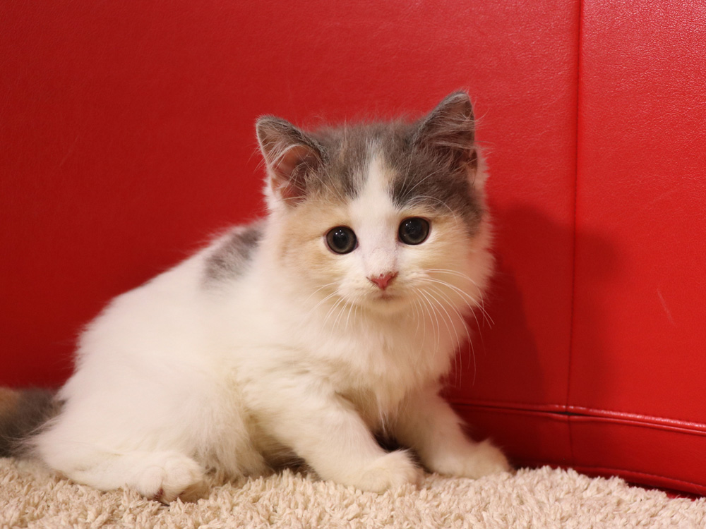 スコティッシュフォールドの子猫画像