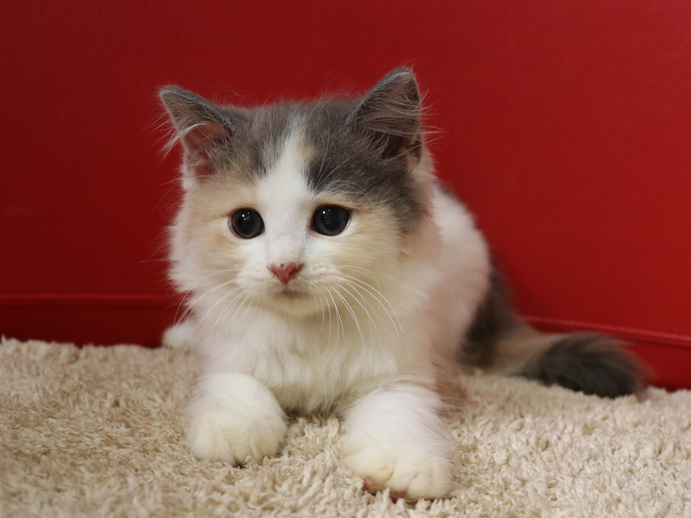 スコティッシュフォールドの子猫画像