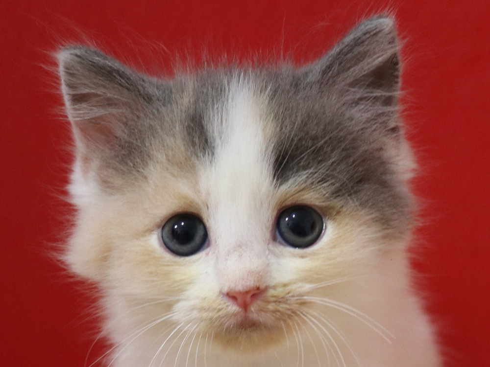 スコティッシュフォールドの子猫画像