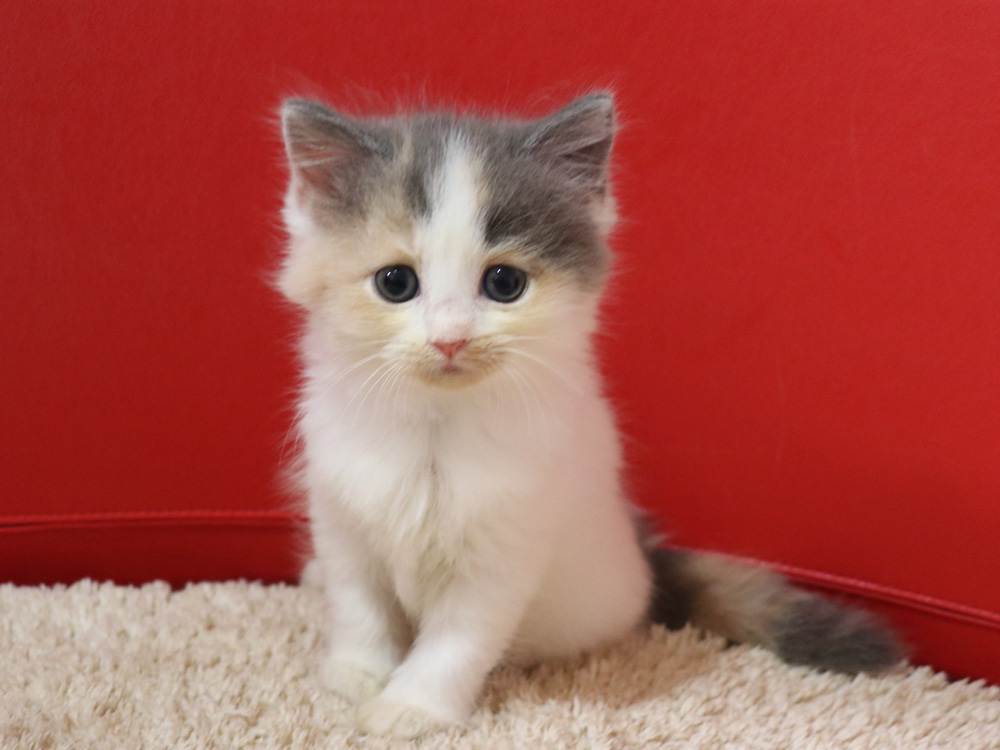 スコティッシュフォールドの子猫画像