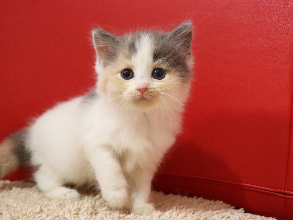 スコティッシュフォールドの子猫画像