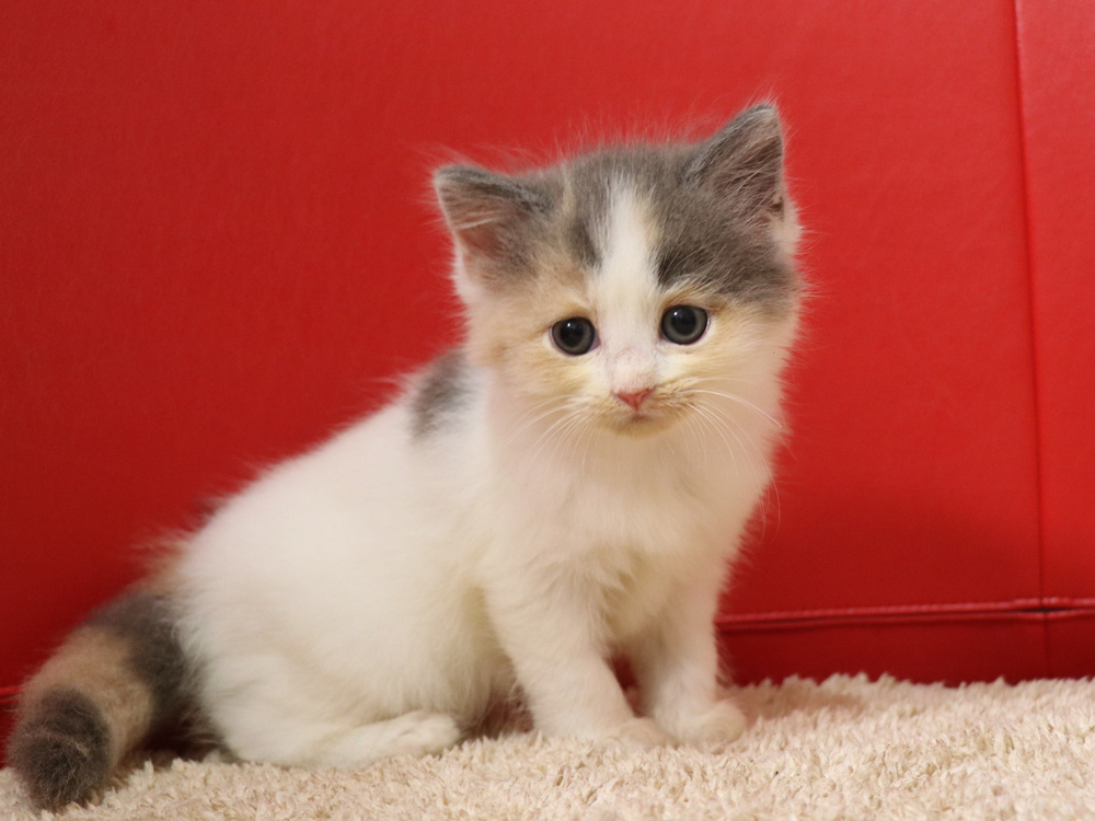 スコティッシュフォールドの子猫画像
