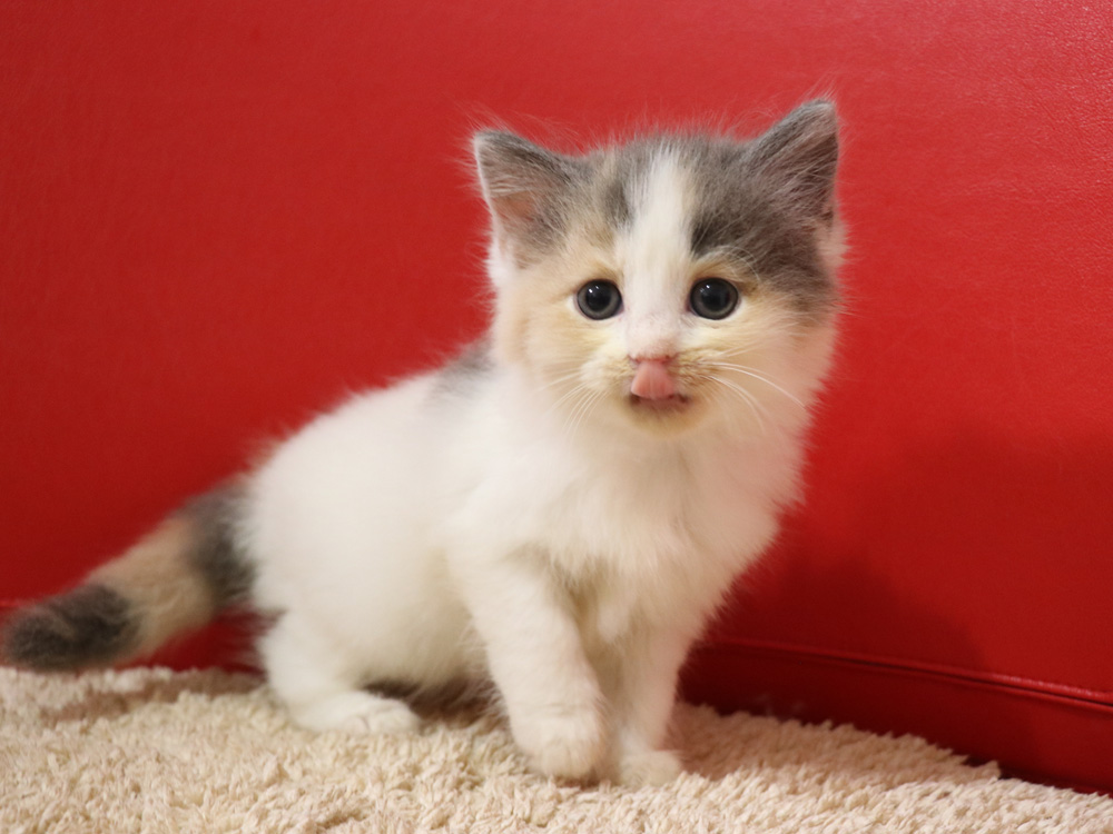 スコティッシュフォールドの子猫画像
