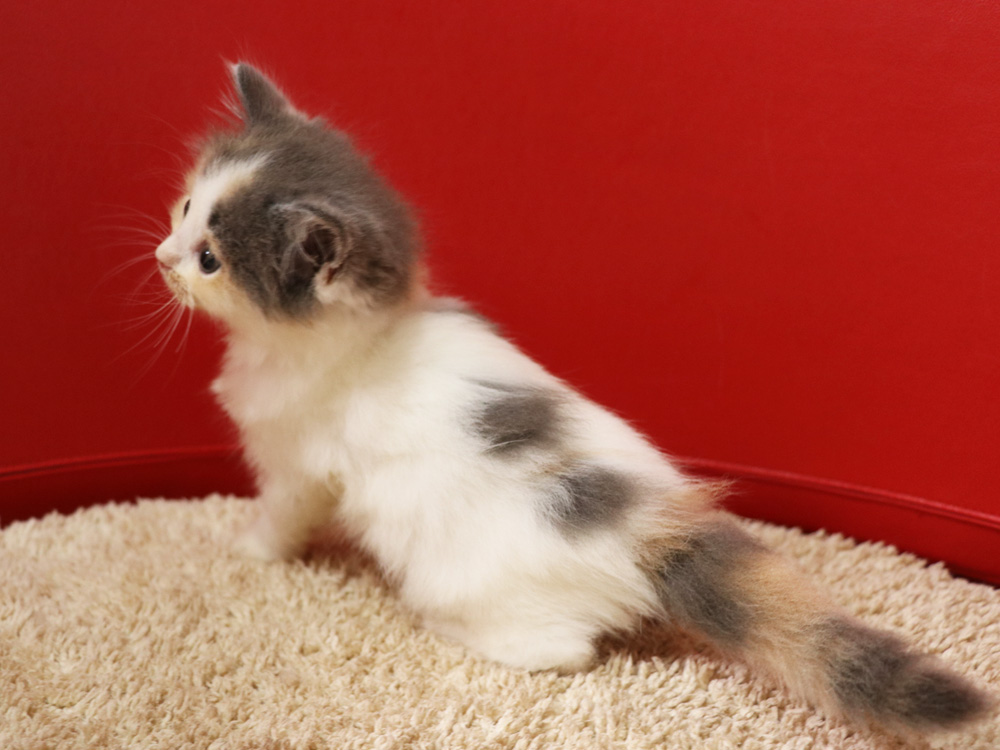 スコティッシュフォールドの子猫画像