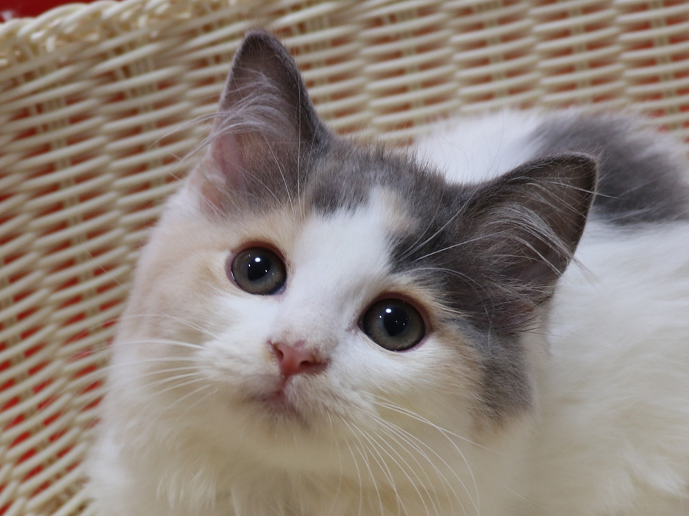スコティッシュフォールドの子猫画像