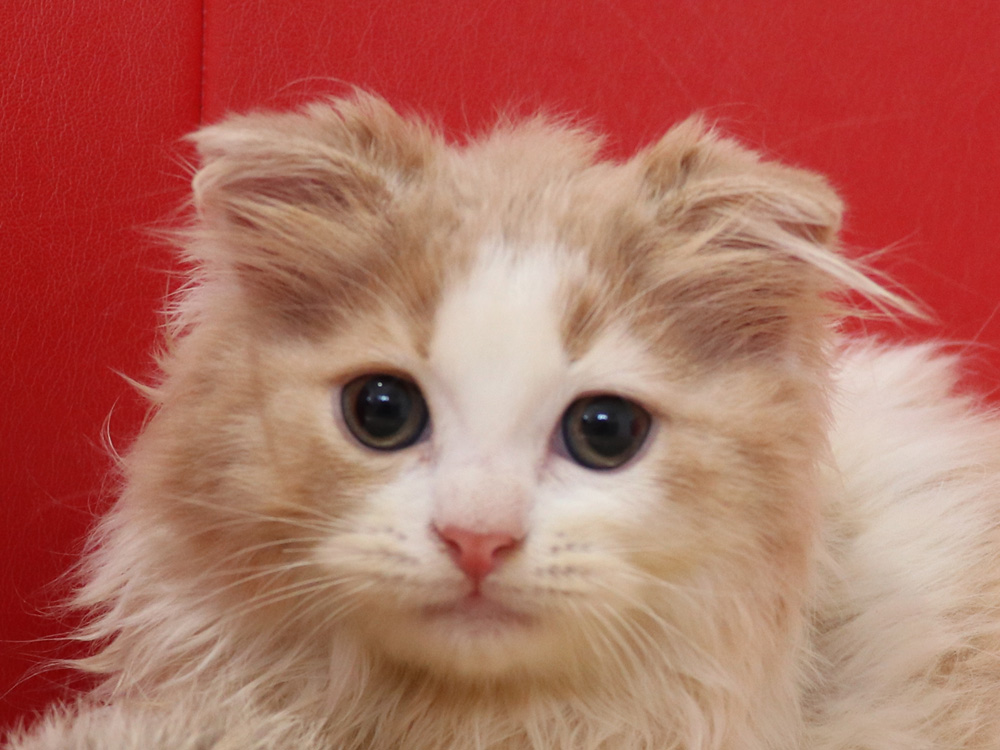 スコティッシュフォールドの子猫画像