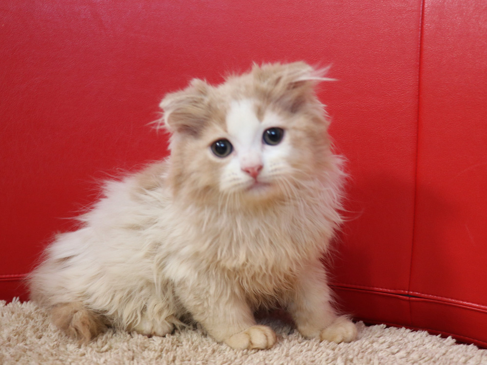 スコティッシュフォールドの子猫画像