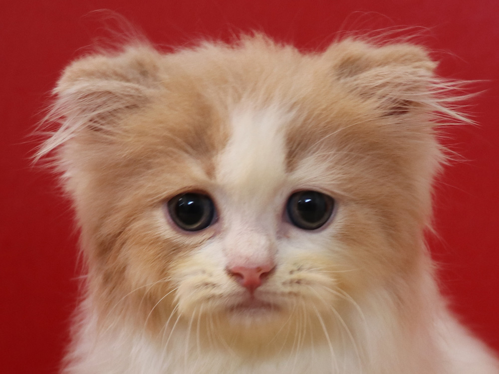 スコティッシュフォールドの子猫画像