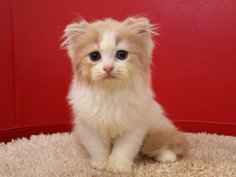スコティッシュフォールドの子猫画像