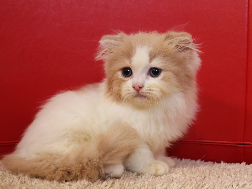 スコティッシュフォールドの子猫画像