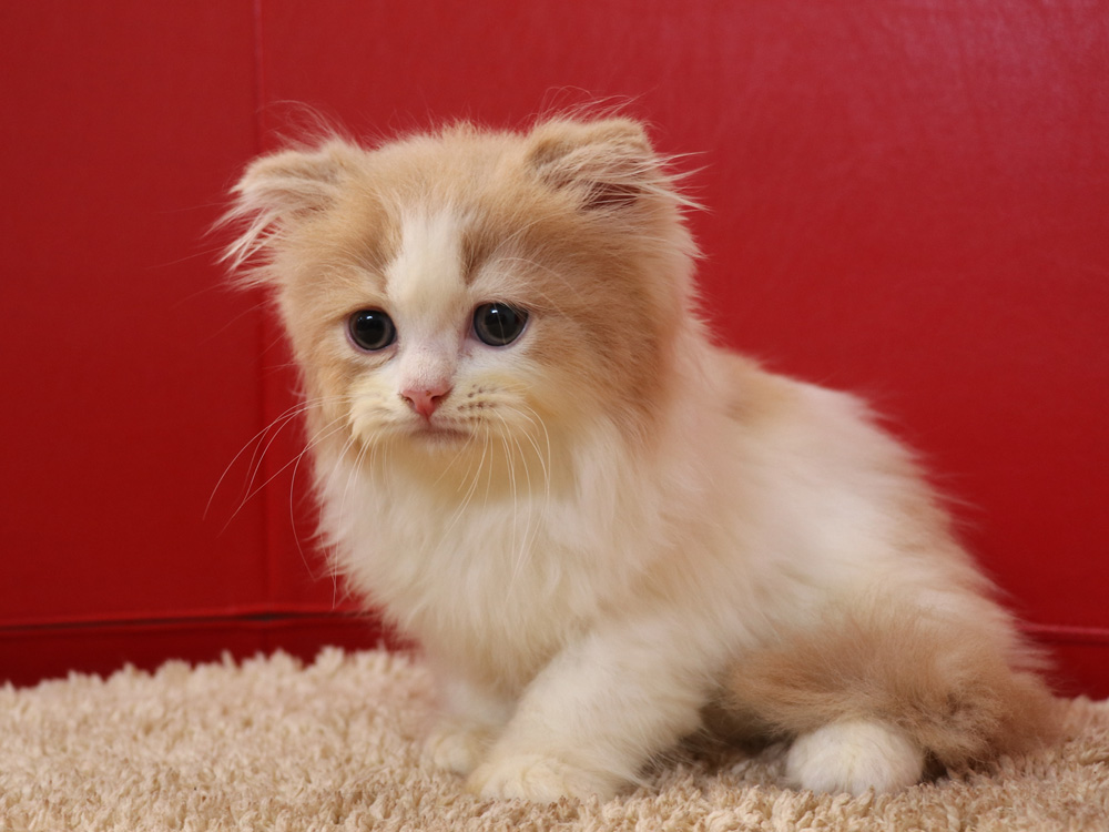 スコティッシュフォールドの子猫画像