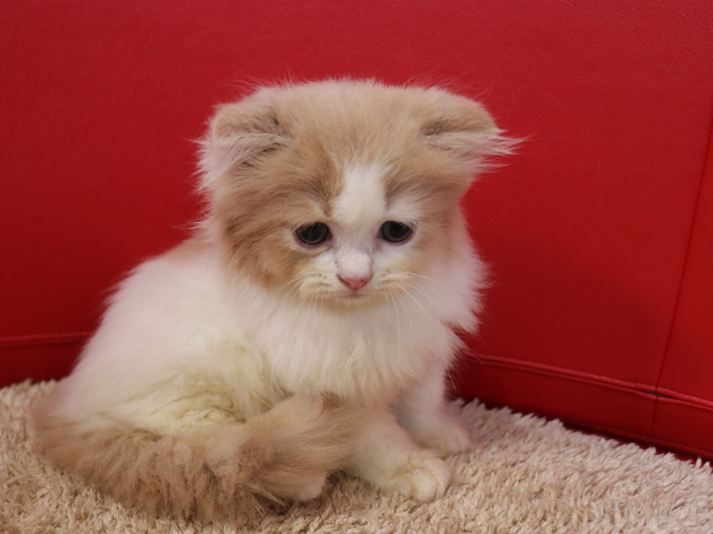 スコティッシュフォールドの子猫画像