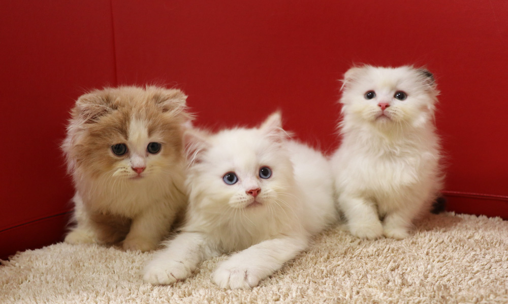 スコティッシュフォールドの子猫画像