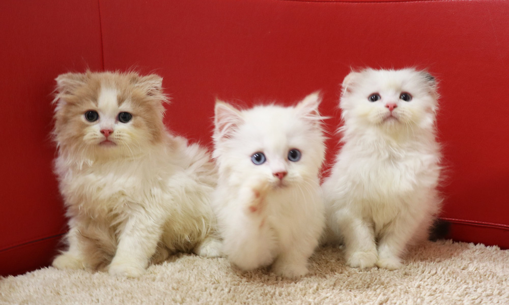 スコティッシュフォールドの子猫画像