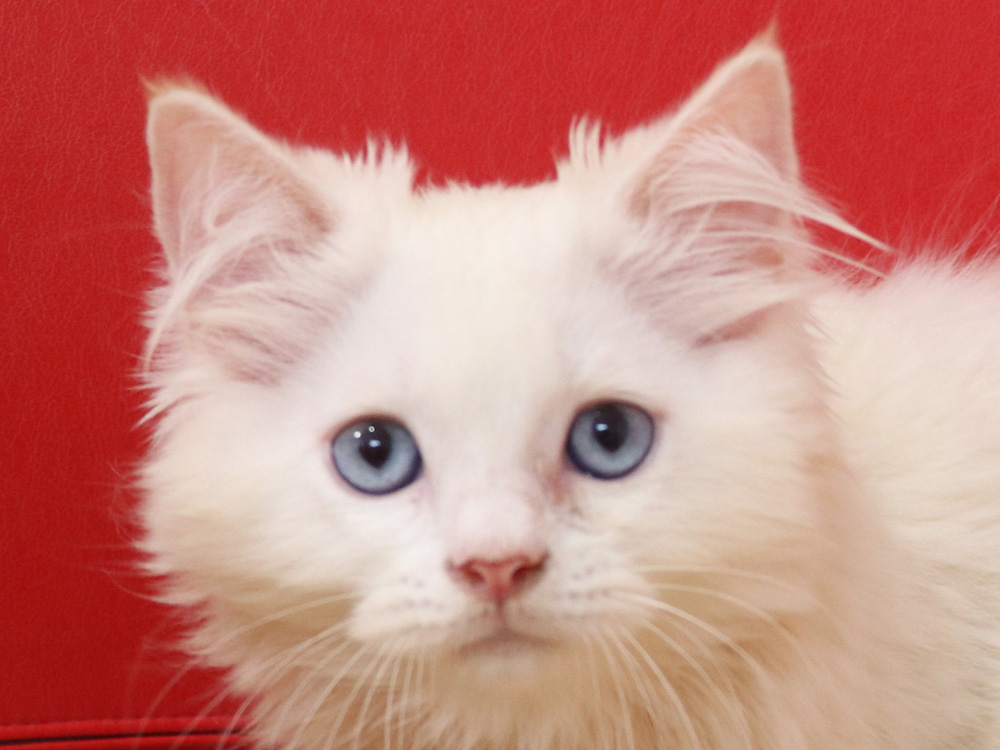 スコティッシュフォールドの子猫画像