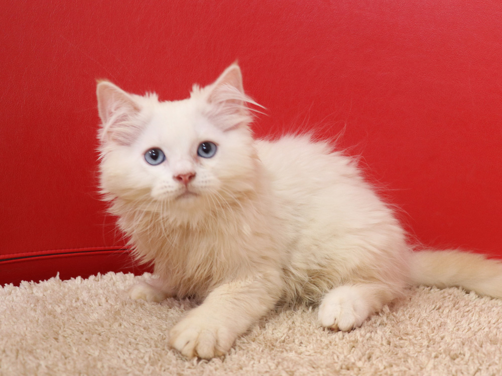 スコティッシュフォールドの子猫画像