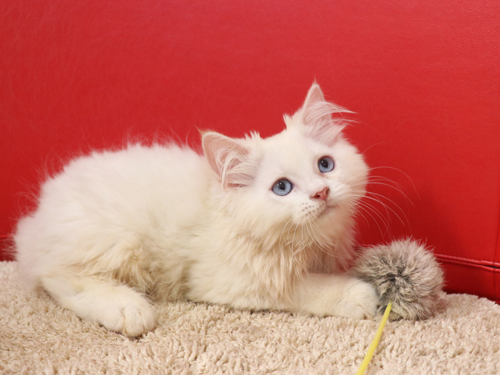 スコティッシュフォールドの子猫画像