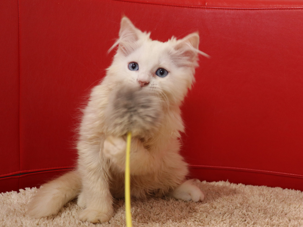 スコティッシュフォールドの子猫画像