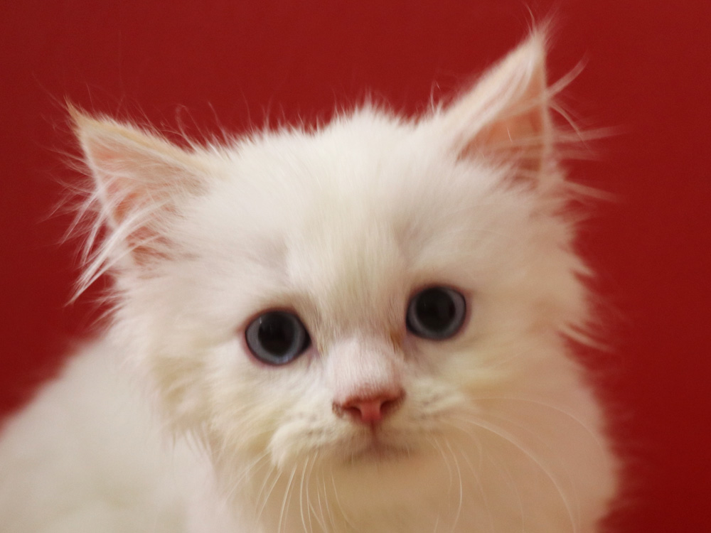 スコティッシュフォールドの子猫画像