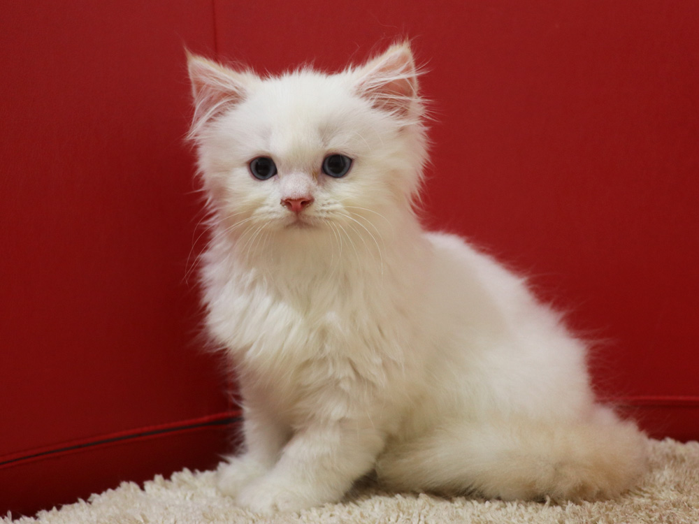 スコティッシュフォールドの子猫画像