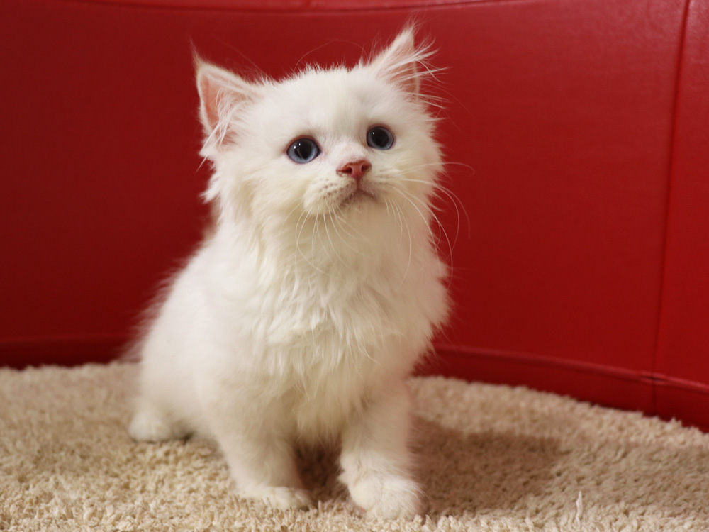 スコティッシュフォールドの子猫画像