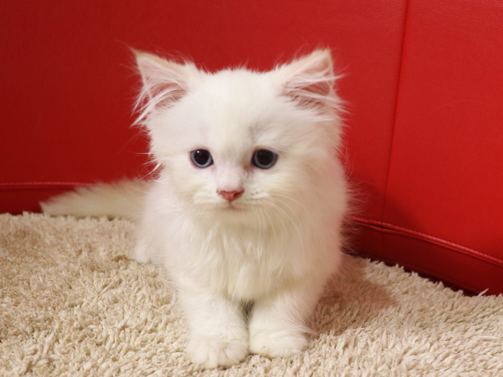 スコティッシュフォールドの子猫画像