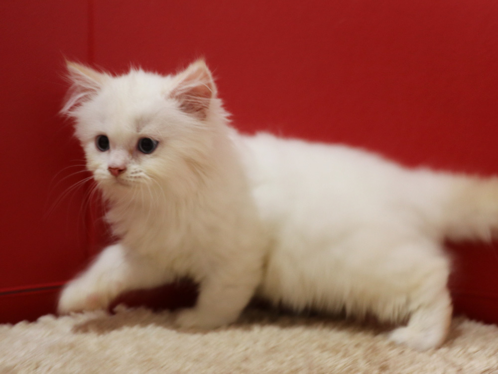 スコティッシュフォールドの子猫画像