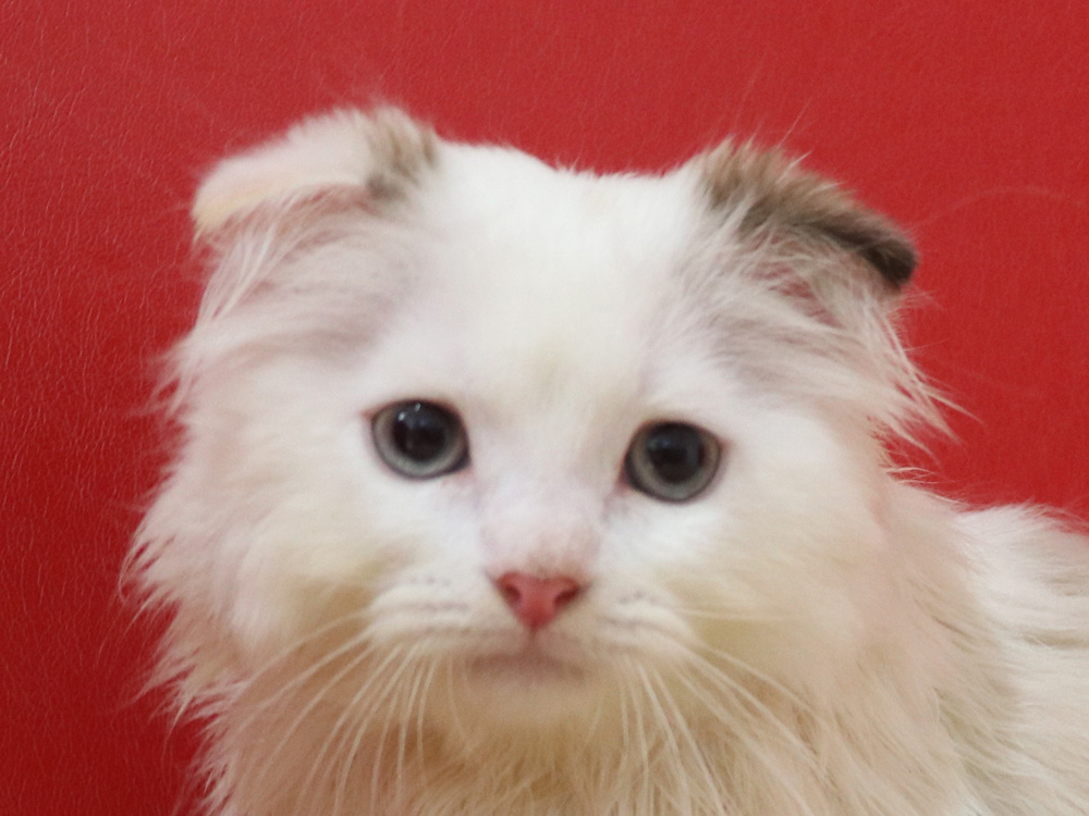 スコティッシュフォールドの子猫画像