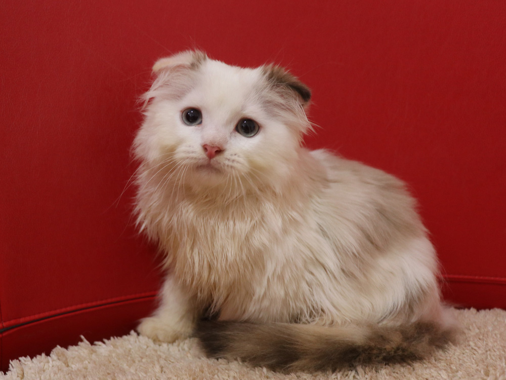 スコティッシュフォールドの子猫画像