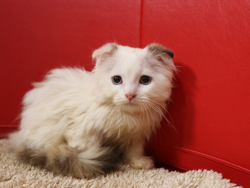スコティッシュフォールドの子猫画像