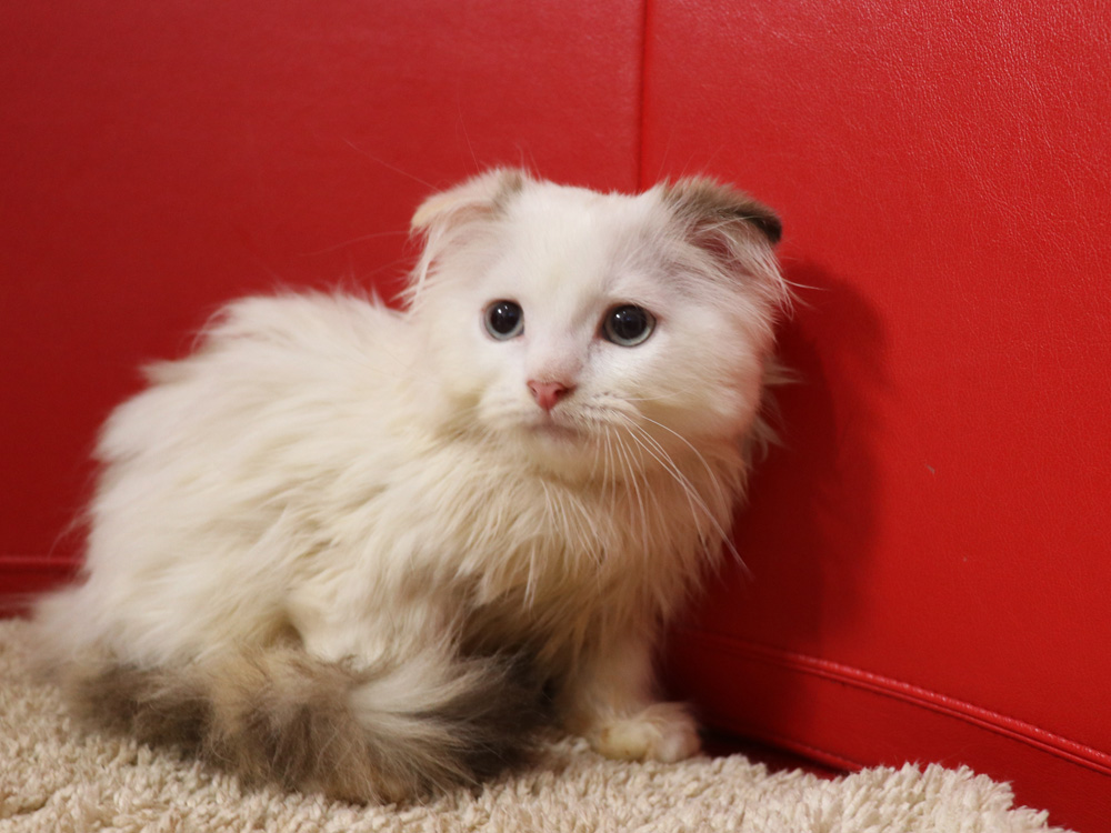 スコティッシュフォールドの子猫画像