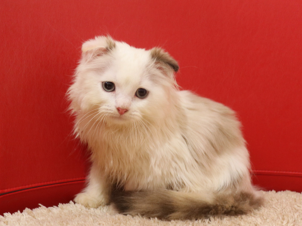 スコティッシュフォールドの子猫画像