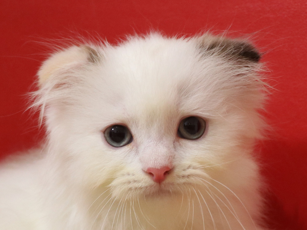 スコティッシュフォールドの子猫画像