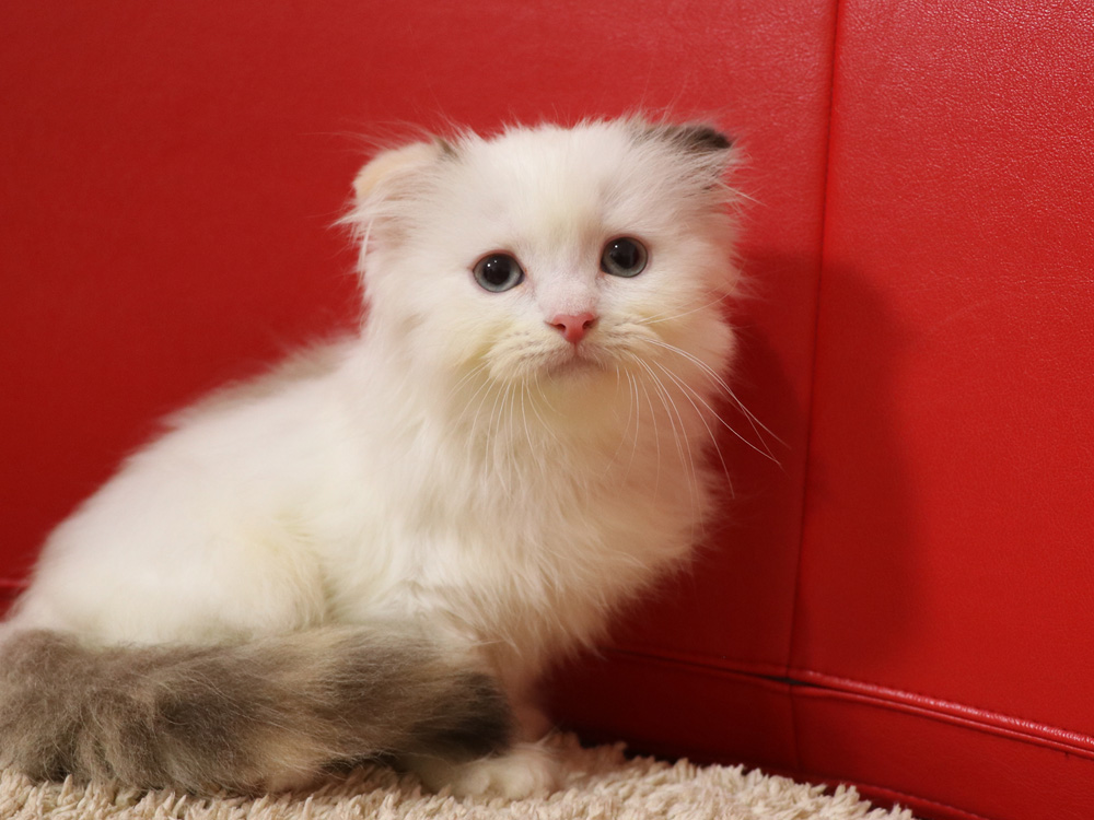 スコティッシュフォールドの子猫画像