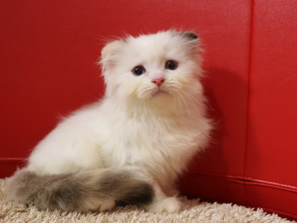 スコティッシュフォールドの子猫画像