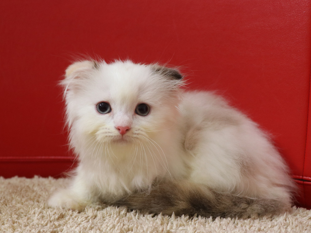 スコティッシュフォールドの子猫画像
