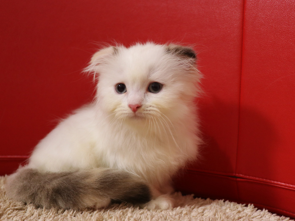 スコティッシュフォールドの子猫画像