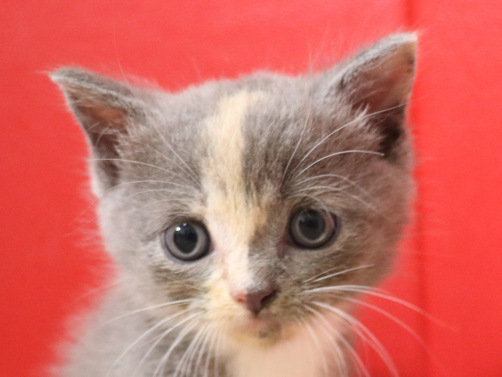 スコティッシュフォールドの子猫画像