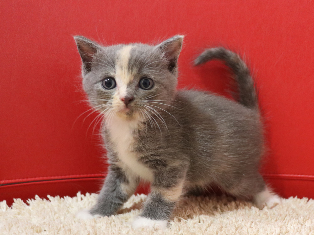 スコティッシュフォールドの子猫画像