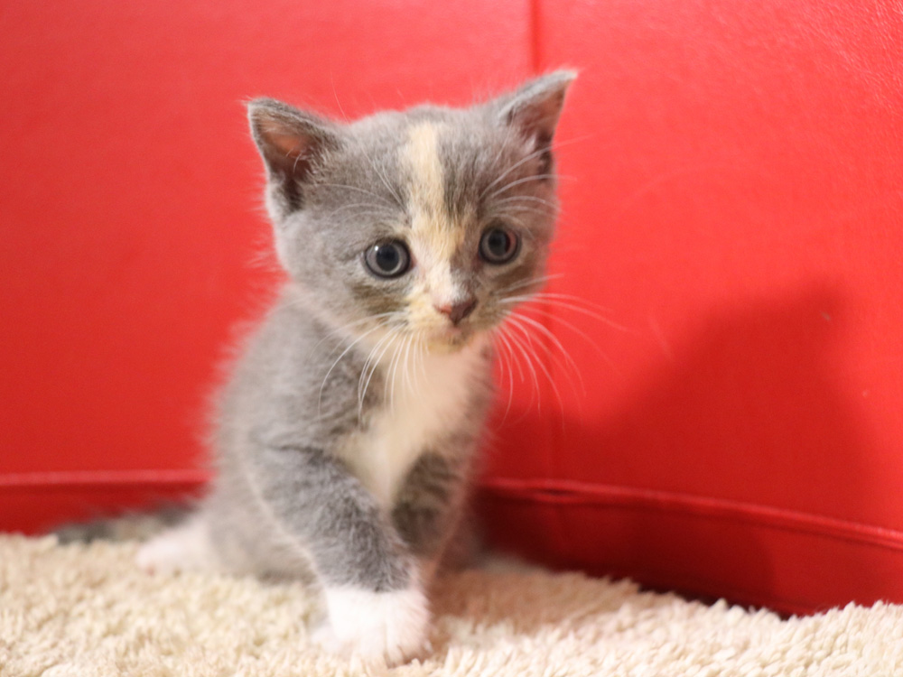 スコティッシュフォールドの子猫画像