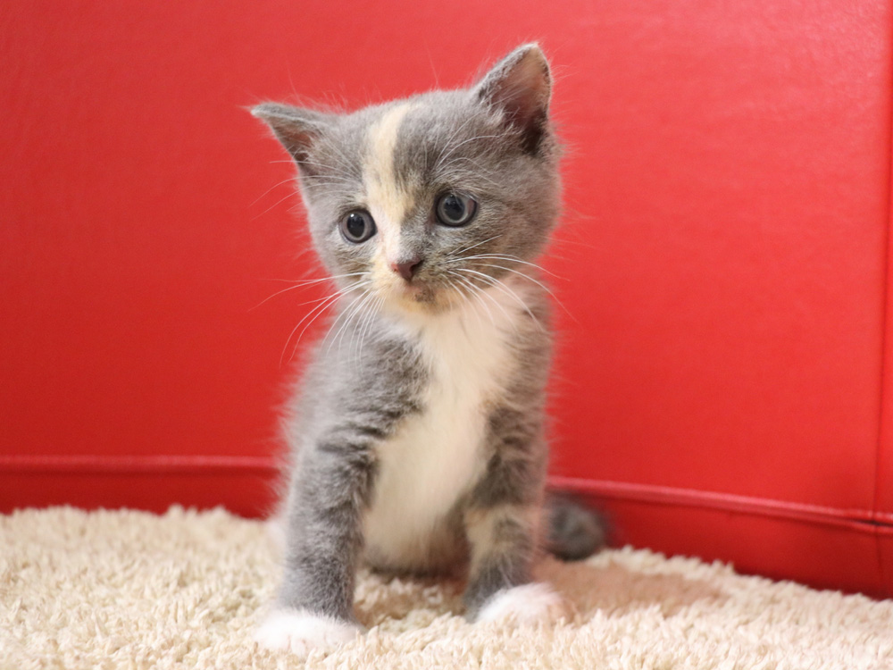 スコティッシュフォールドの子猫画像