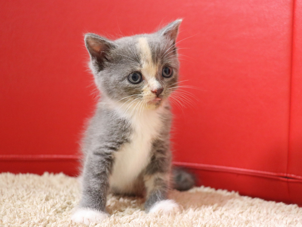スコティッシュフォールドの子猫画像