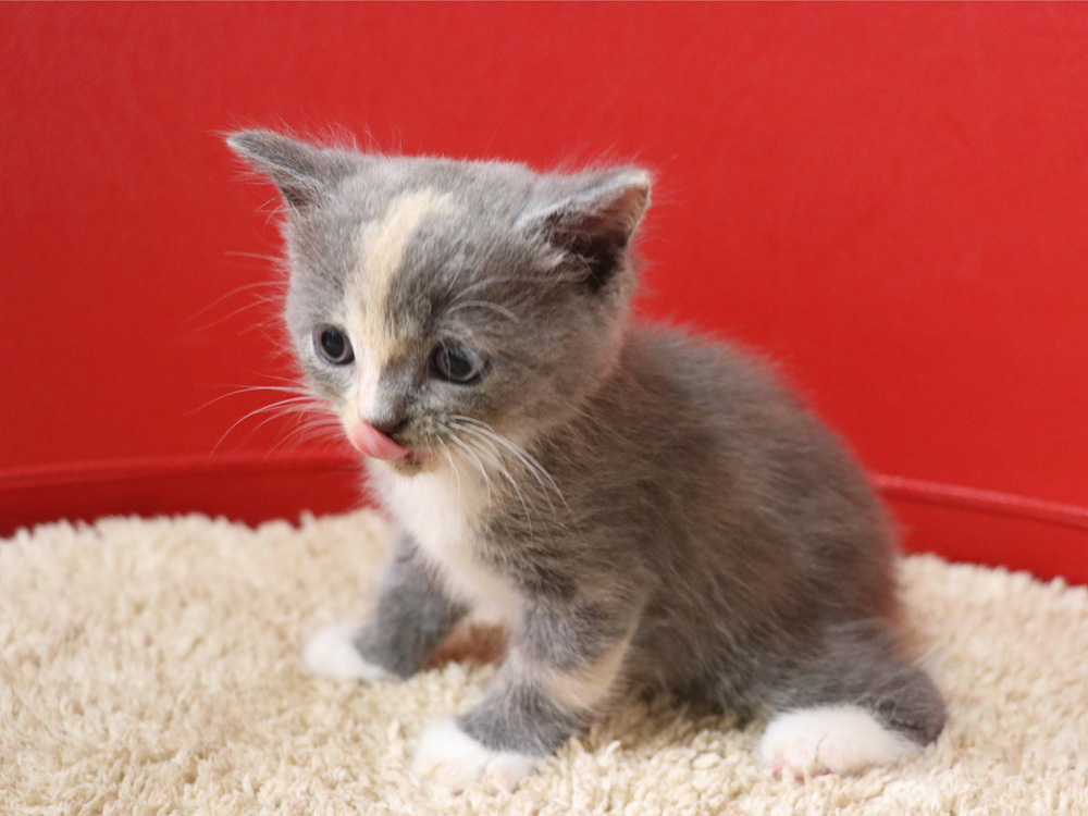 スコティッシュフォールドの子猫画像