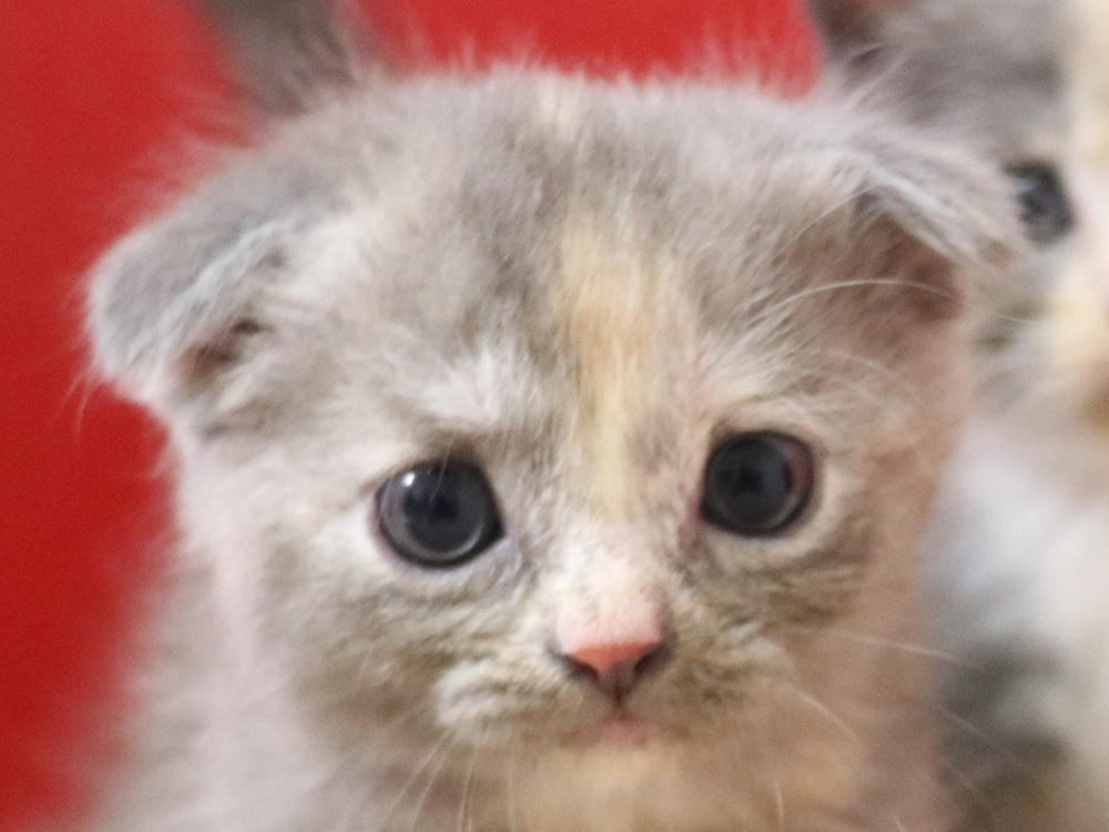 スコティッシュフォールドの子猫画像