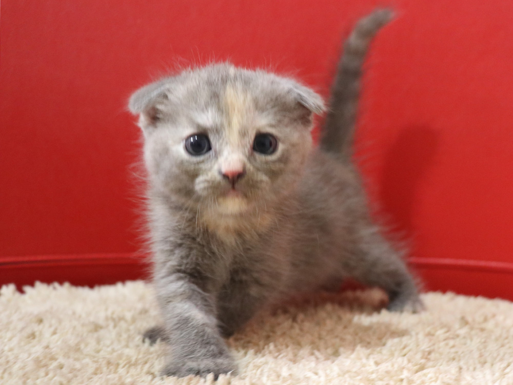 スコティッシュフォールドの子猫画像