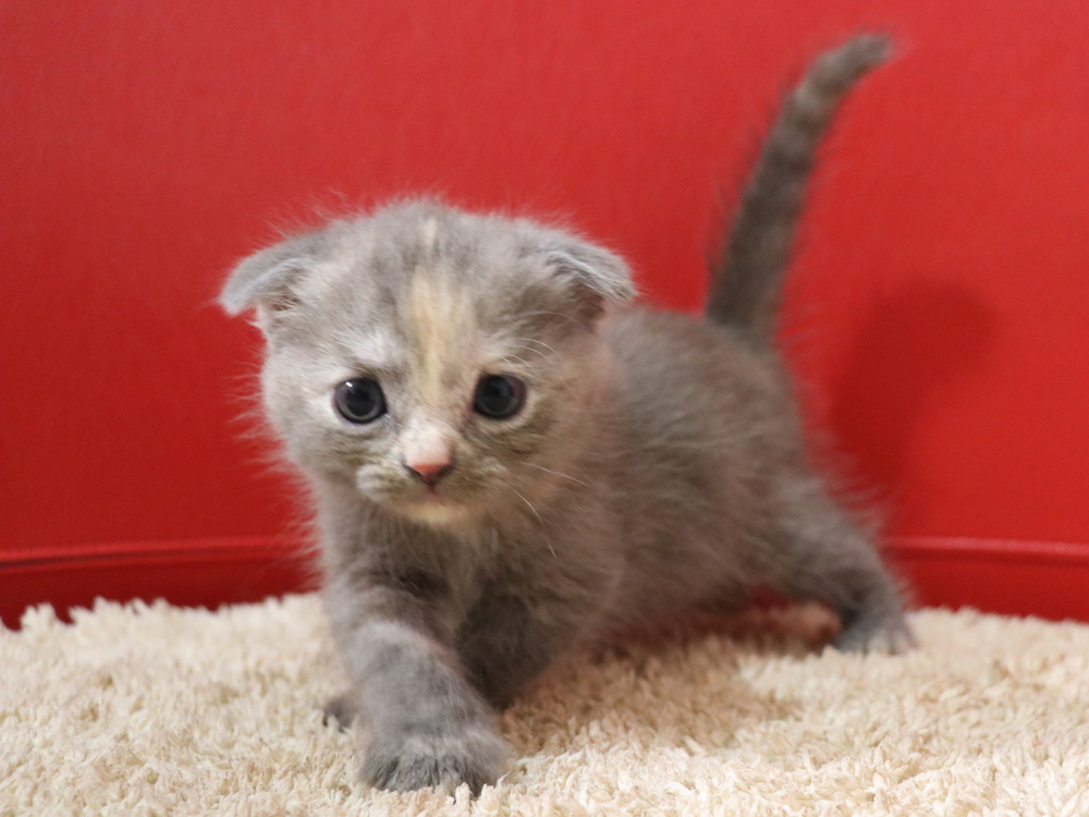 スコティッシュフォールドの子猫画像