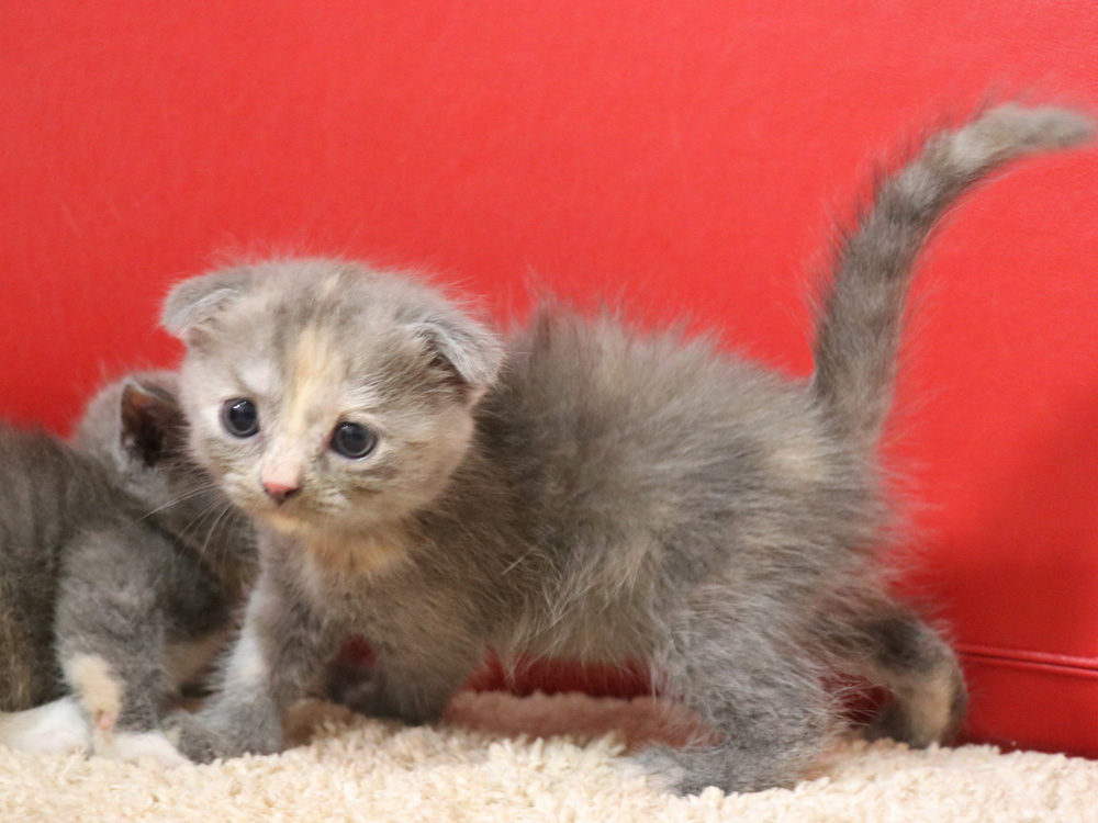 スコティッシュフォールドの子猫画像