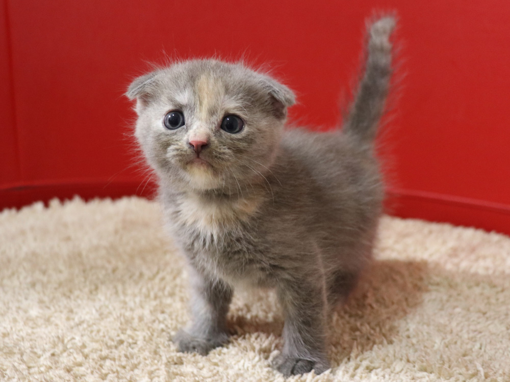 スコティッシュフォールドの子猫画像