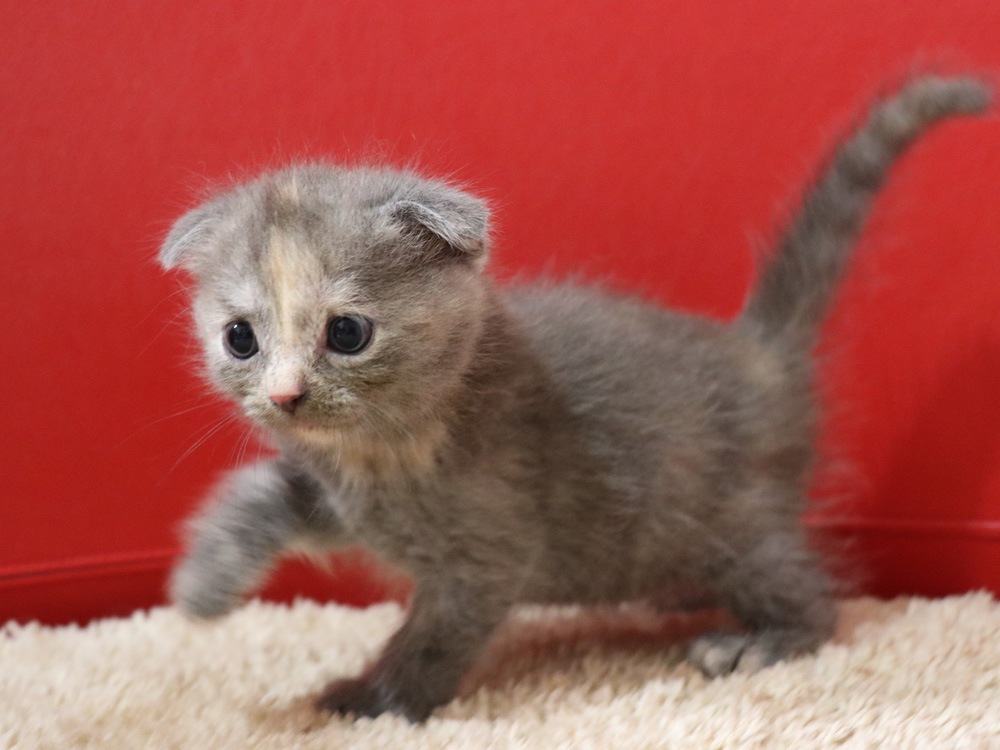 スコティッシュフォールドの子猫画像