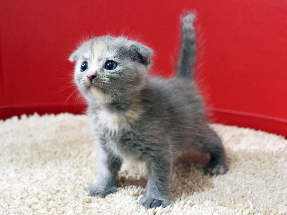スコティッシュフォールドの子猫画像